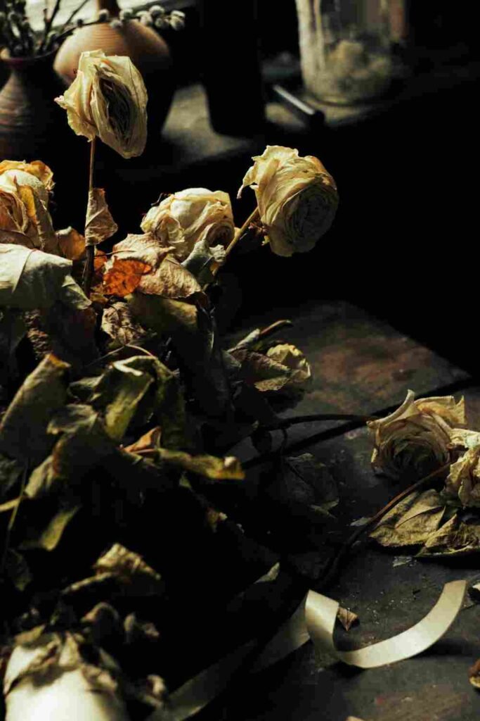 Withered dried roses in dark still life, poem about love illusion and faded dreams